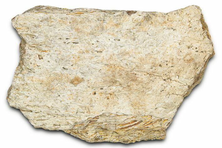 Dinosaur (Triceratops) Frill Shield Section - Montana #338927